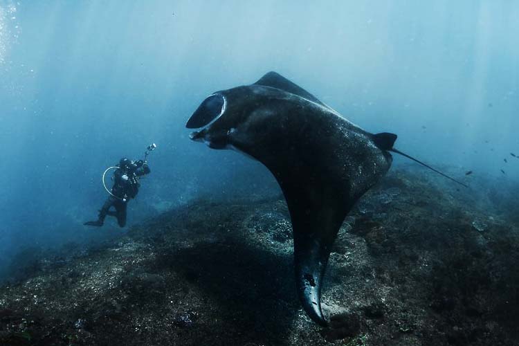 diving-manta-point.jpg