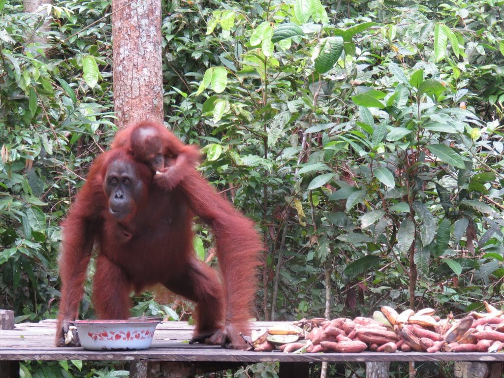 orangutan_feedingstation