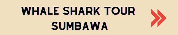 sumbawa whale shark tour